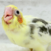 食べて寝て、ヒナ時期を満喫中~♩♩オカメインコ(パイド) ヒナ
