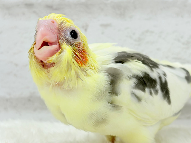 食べて寝て、ヒナ時期を満喫中~♩♩オカメインコ(パイド) ヒナ 食べて寝て、ヒナ時期を満喫中~♩♩オカメインコ(パイド) ヒナ