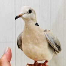 ハト沼へようこそ✨虜にさせるよ♡ジュズカケバト❤️