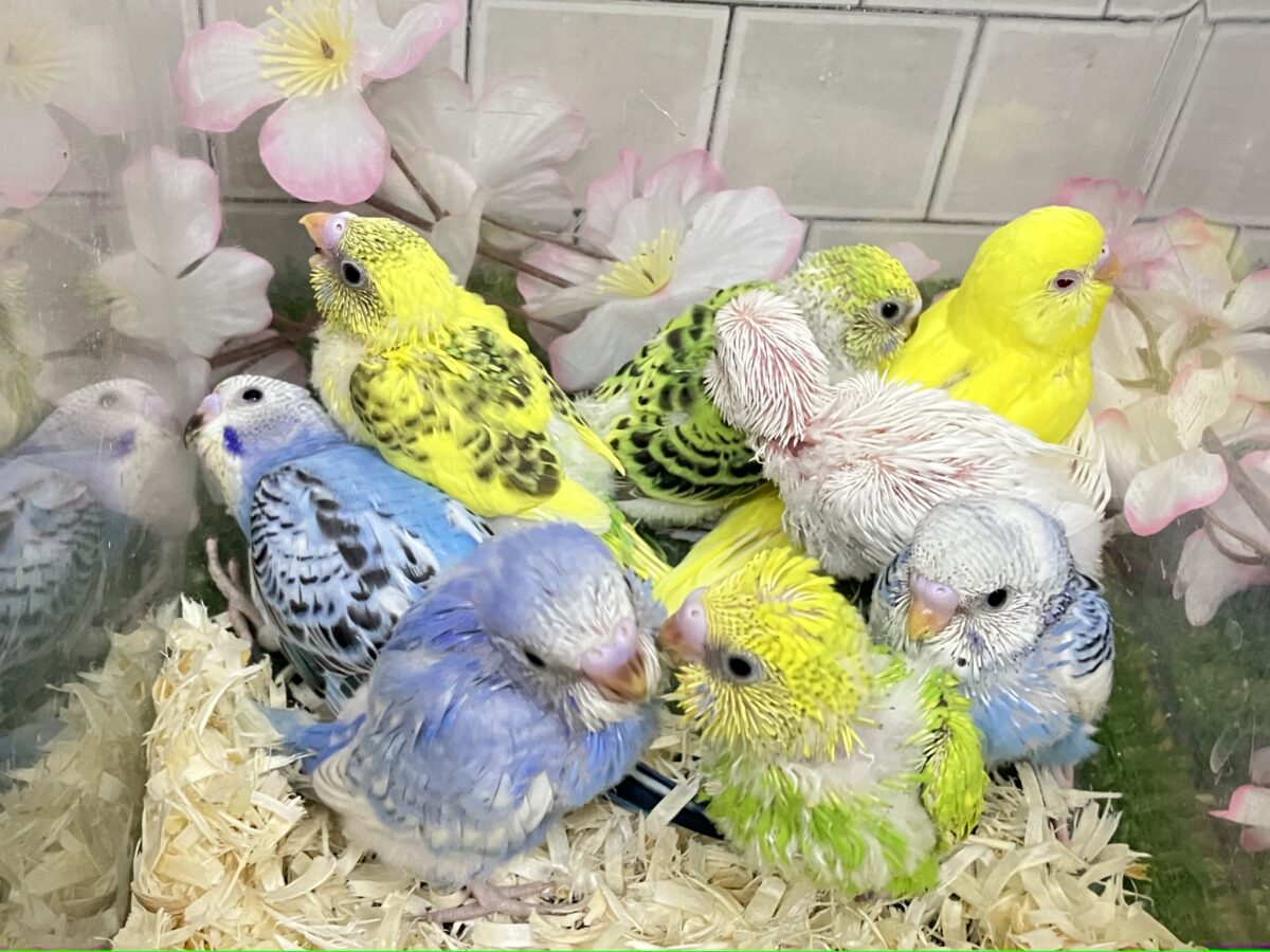 わちゃわちゃ満開❕いっぱい登場✨セキセイインコ(いろいろ/2026年4月生まれ)