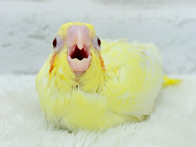 黄色の模様がトレードマーク🐣🌼オカメインコ(ルチノーパール) ヒナ 黄色の模様がトレードマーク🐣🌼オカメインコ(ルチノーパール) ヒナ