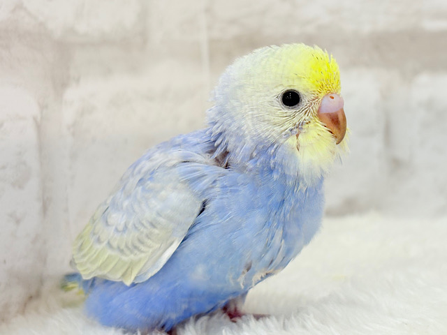 【最新画像更新🪄】幸せ詰まったぷっくりソノウ🐣🌾セキセイインコ(パステルレインボー) ヒナ 【最新画像更新🪄】幸せ詰まったぷっくりソノウ🐣🌾セキセイインコ(パステルレインボー) ヒナ