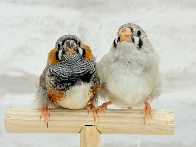 【最新画像更新🪄もうすぐひとり餌☆】食欲旺盛☆ぱやぱやコンビ🐣💖ジャンボキンカチョウ ヒナ 【最新画像更新🪄もうすぐひとり餌☆】食欲旺盛☆ぱやぱやコンビ🐣💖ジャンボキンカチョウ ヒナ