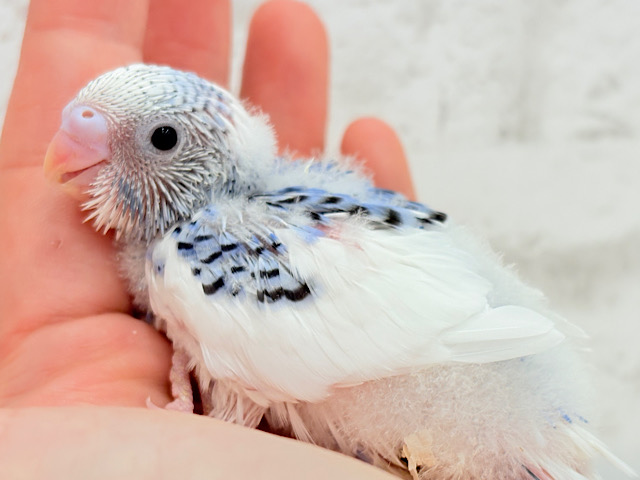 あざとい系代表狙ってます🐣☆セキセイインコ(パイド) ヒナ あざとい系代表狙ってます🐣☆セキセイインコ(パイド) ヒナ