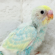 しゅわしゅわ🫧爽やかソーダちゃん🐣🍭セキセイインコ(パステルレインボー) ヒナ