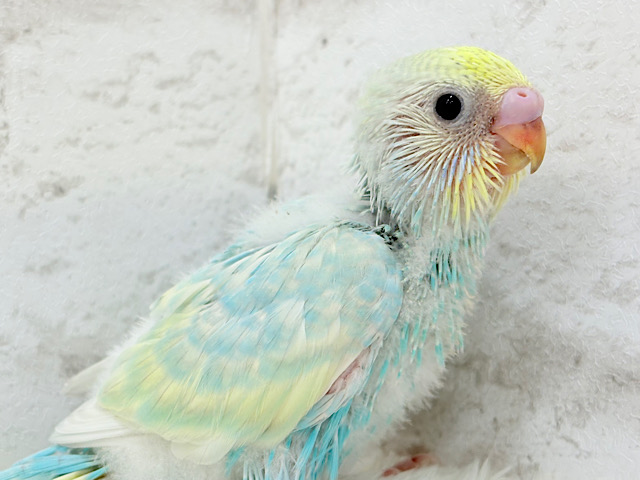 しゅわしゅわ🫧爽やかソーダちゃん🐣🍭セキセイインコ(パステルレインボー) ヒナ しゅわしゅわ🫧爽やかソーダちゃん🐣🍭セキセイインコ(パステルレインボー) ヒナ