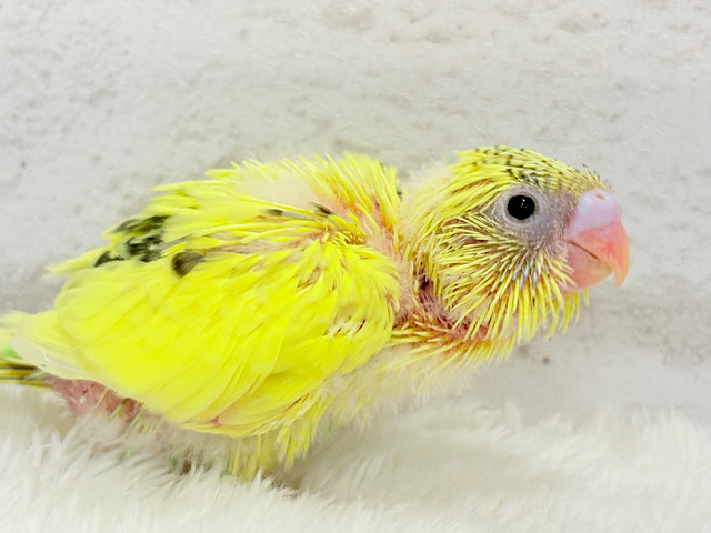 小さなわた毛のヒヨコちゃん🐣💛セキセイインコ(黄色ハルクイン) ヒナ 小さなわた毛のヒヨコちゃん🐣💛セキセイインコ(黄色ハルクイン) ヒナ