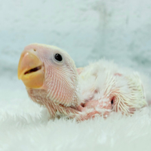 ふんわりミルクたっぷりめ🐣🍼コザクラインコ(クリームルチノー) ヒナ