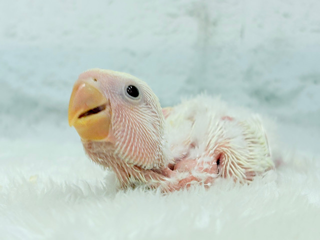 ふんわりミルクたっぷりめ🐣🍼コザクラインコ(クリームルチノー) ヒナ ふんわりミルクたっぷりめ🐣🍼コザクラインコ(クリームルチノー) ヒナ