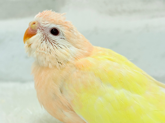 【最新画像更新🪄】果汁たっぷり🫧黄桃ちゃん🐣🍑💦アキクサインコ(ルチノー) ヒナ 【最新画像更新🪄】果汁たっぷり🫧黄桃ちゃん🐣🍑💦アキクサインコ(ルチノー) ヒナ