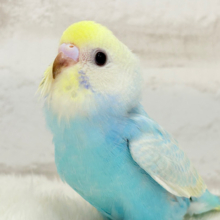 【最新画像更新🪄】手の上で落ち着きリラックス.*･ﾟセキセイインコ(パステルカラーレインボー) ヒナ
