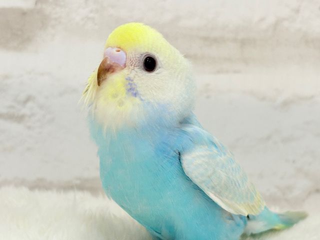 【最新画像更新🪄】手の上で落ち着きリラックス.*・゚セキセイインコ(パステルカラーレインボー) ヒナ 【最新画像更新🪄】手の上で落ち着きリラックス.*・゚セキセイインコ(パステルカラーレインボー) ヒナ
