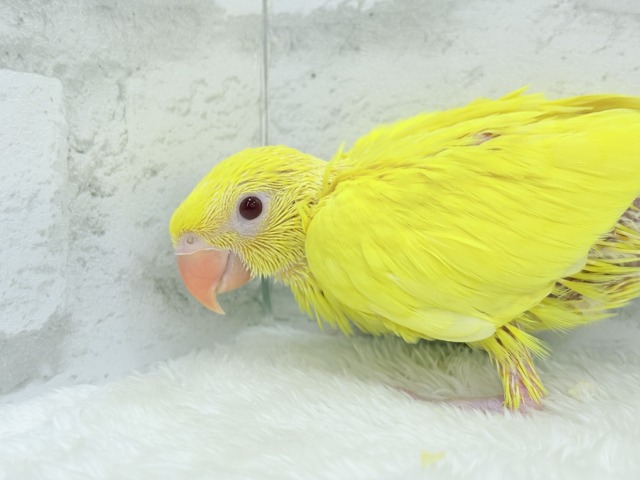 ワカケホンセイインコ（月の輪インコ）