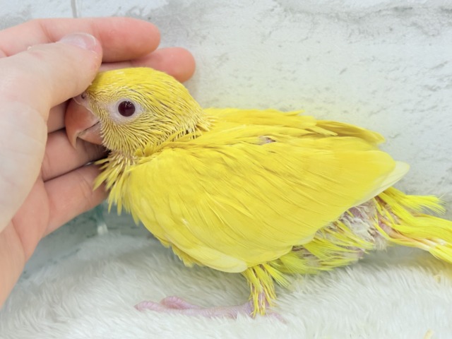【最新画像更新🪄ひとり餌になりました☆】千葉店初🌟みんなをメロメロにさせちゃうゾ🐥🪇ワカケホンセイインコ(ルチノー) ヒナ ワカケホンセイインコ(月の輪インコ)