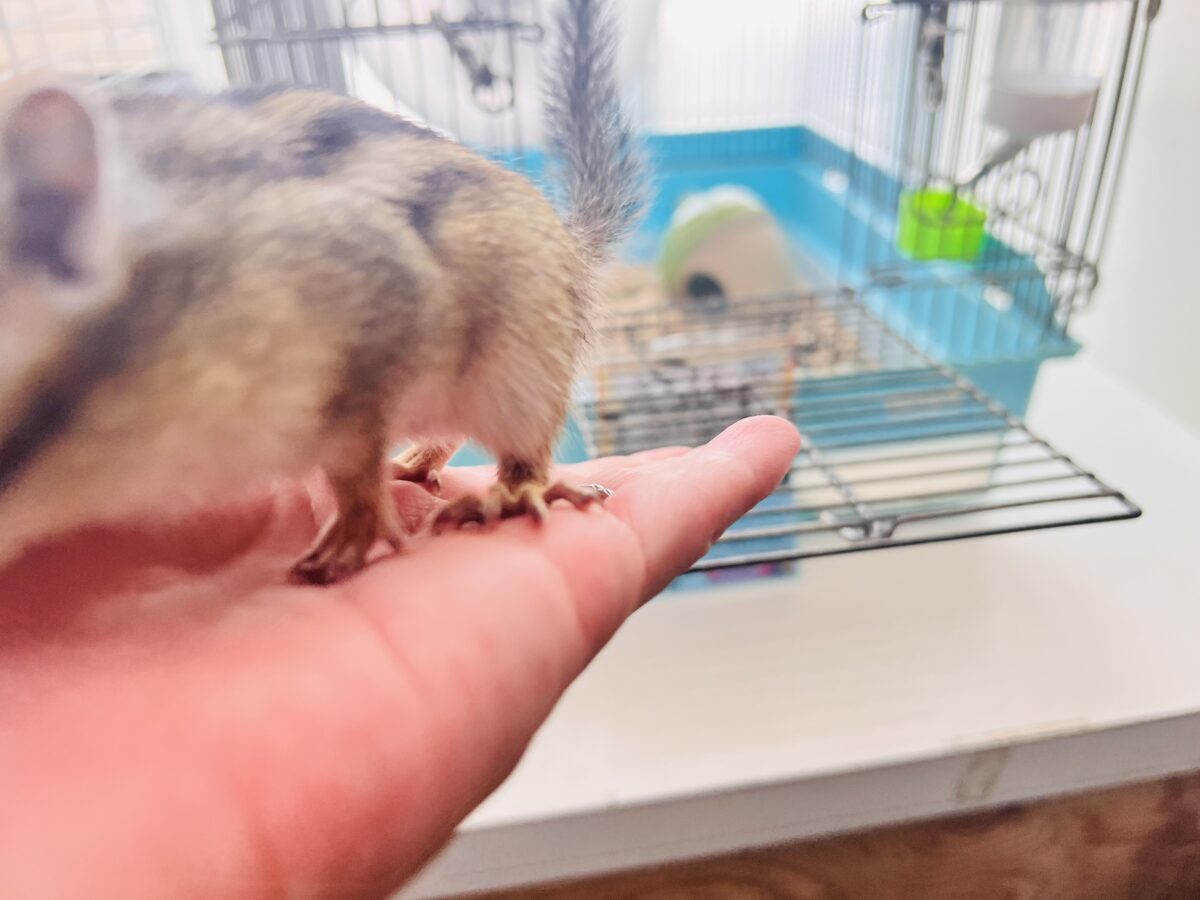 ベタ慣れ!遊ぶの大好き❤️🐿️シマリスの男の子♡ シマリス(ノーマル)