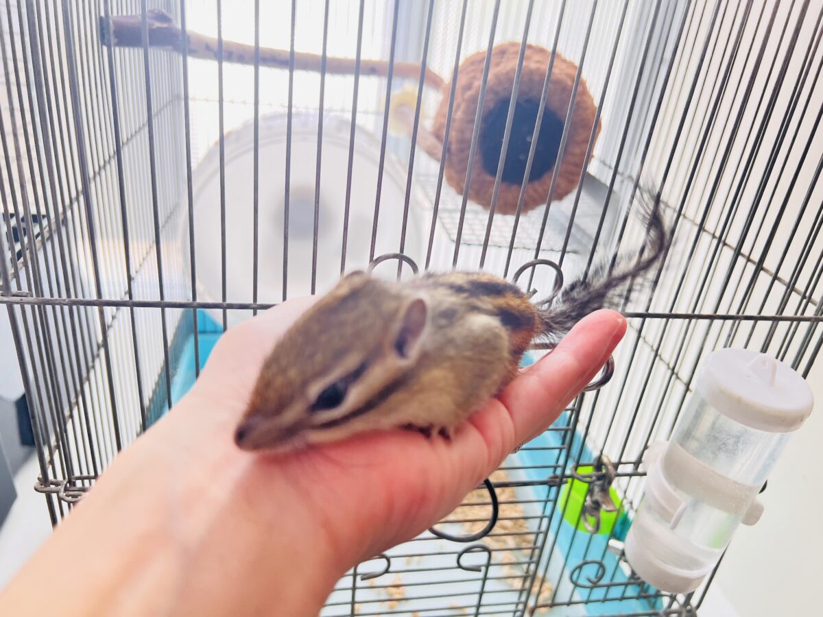 ベタ慣れ!遊ぶの大好き❤️🐿️シマリスの男の子♡ シマリス(ノーマル)