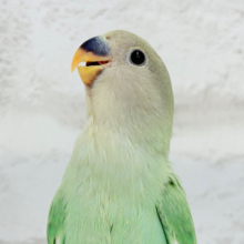 【最新画像更新🪄】新芽の季節、始まってます🌱コザクラインコ(ブルーチェリーオパーリン) ヒナ
