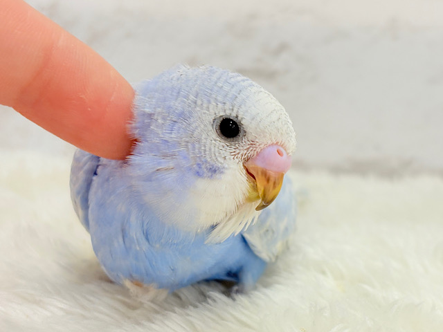 【最新画像更新🪄】ハレノヒの爽やかな青空カラー🐣🫧セキセイインコ(スパングル) ヒナ 【最新画像更新🪄】ハレノヒの爽やかな青空カラー🐣🫧セキセイインコ(スパングル) ヒナ