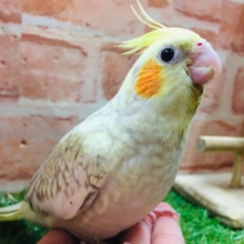シナモンパールカラーのオカメちゃんがやってきましたよ～💛💛　オカメインコ