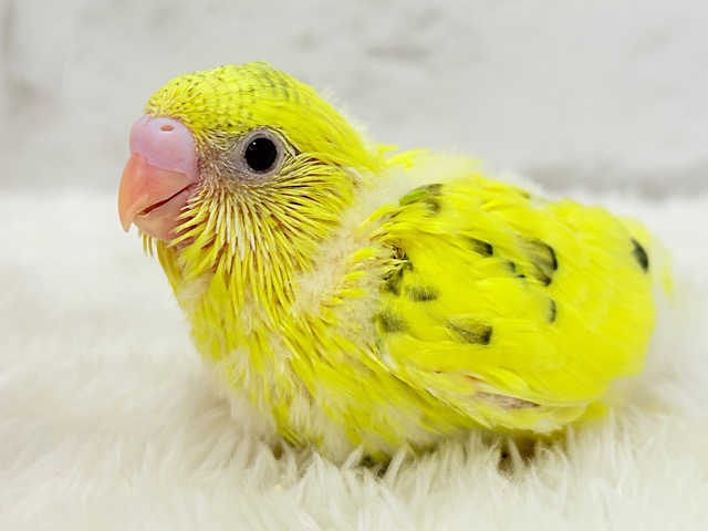 ふわっと♬のりのりたまたま🐣💛セキセイインコ(黄色ハルクイン) ヒナ ふわっと♬のりのりたまたま🐣💛セキセイインコ(黄色ハルクイン) ヒナ