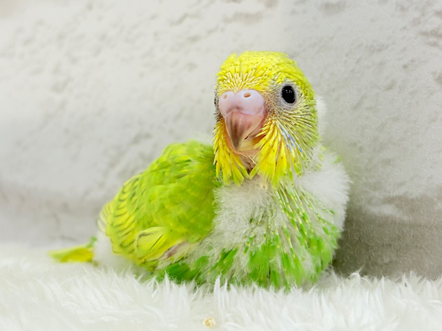 フレッシュ感たっぷり♡若草ベイビー🐣🌿セキセイインコ(スパングル) ヒナ フレッシュ感たっぷり♡若草ベイビー🐣🌿セキセイインコ(スパングル) ヒナ