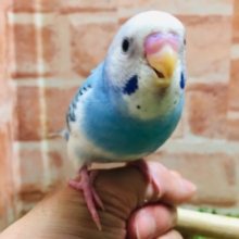 元気いっぱい💙💙💙　セキセイインコ（パイド）