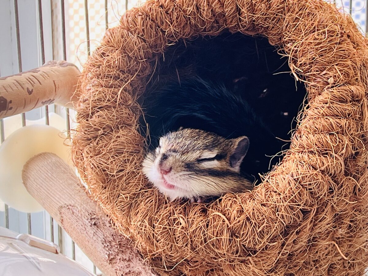 ベタ慣れ!遊ぶの大好き❤️🐿️シマリスの男の子♡ シマリス(ノーマル)