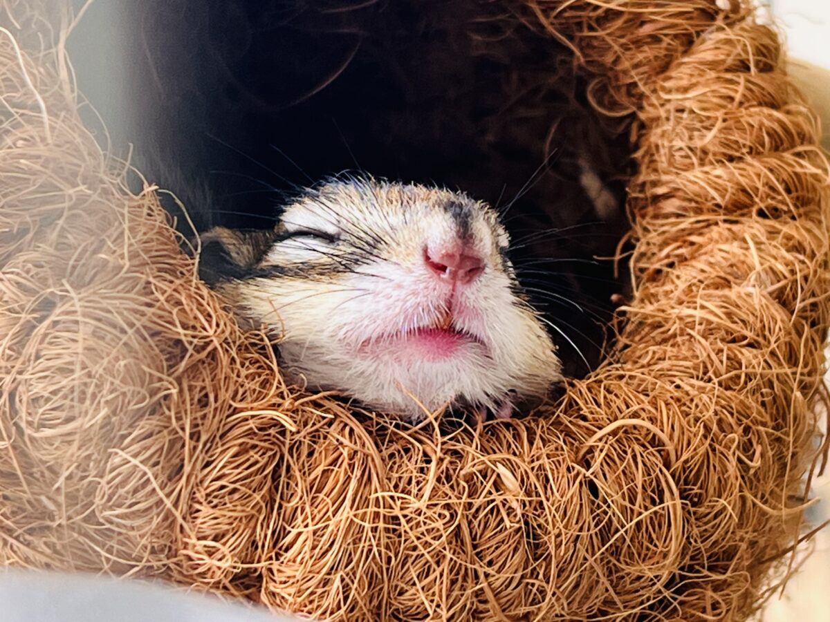 ベタ慣れ!遊ぶの大好き❤️🐿️シマリスの男の子♡ シマリス(ノーマル)