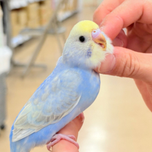 【最新画像更新🪄もうすぐひとり餌‪☆】うるうるおめめがたまらん可愛さっ💖💖セキセイインコ(パステルレインボー) ヒナ