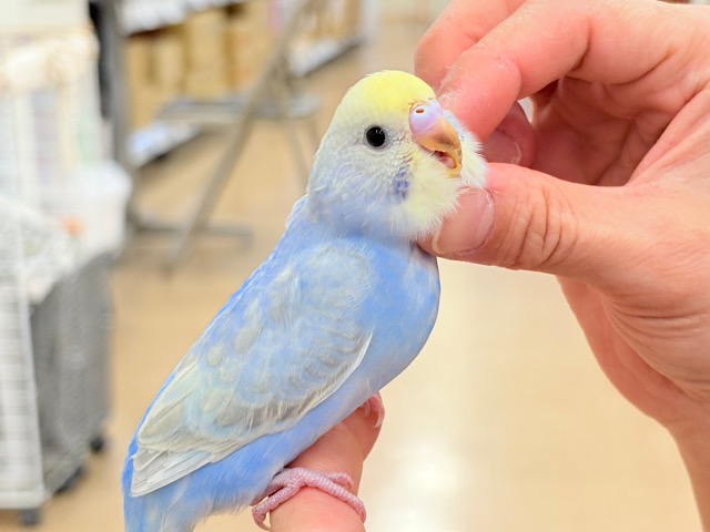 【最新画像更新🪄もうすぐひとり餌☆】うるうるおめめがたまらん可愛さっ💖💖セキセイインコ(パステルレインボー) ヒナ 【最新画像更新🪄もうすぐひとり餌☆】うるうるおめめがたまらん可愛さっ💖💖セキセイインコ(パステルレインボー) ヒナ