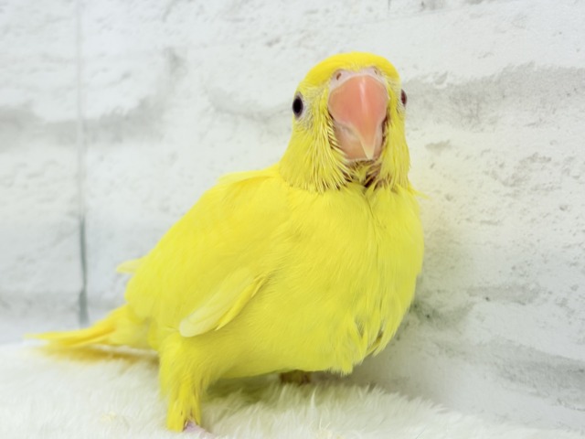 ワカケホンセイインコ（月の輪インコ）