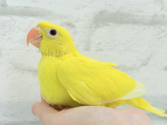 【最新画像更新🪄ひとり餌になりました☆】千葉店初🌟みんなをメロメロにさせちゃうゾ🐥🪇ワカケホンセイインコ(ルチノー) ヒナ ワカケホンセイインコ(月の輪インコ)