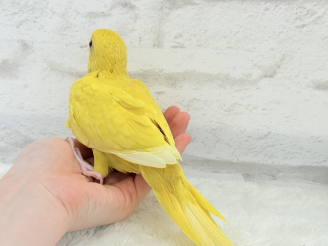 ワカケホンセイインコ（月の輪インコ）