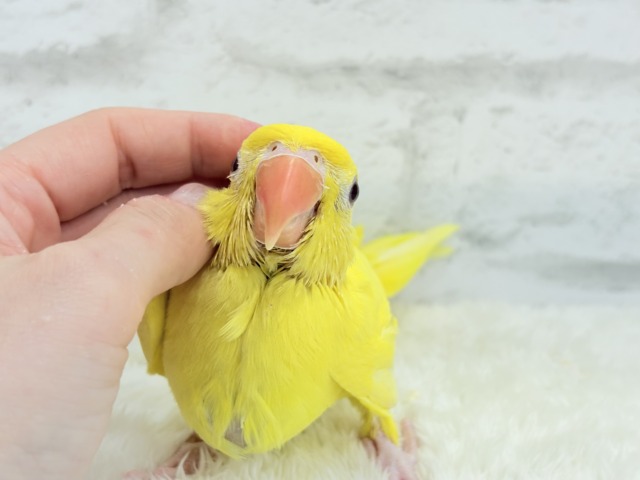 ワカケホンセイインコ（月の輪インコ）