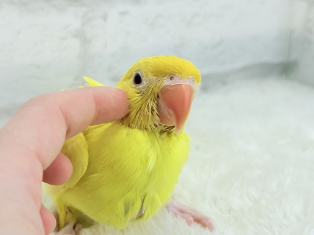【最新画像更新🪄ひとり餌になりました☆】千葉店初🌟みんなをメロメロにさせちゃうゾ🐥🪇ワカケホンセイインコ(ルチノー) ヒナ ワカケホンセイインコ(月の輪インコ)