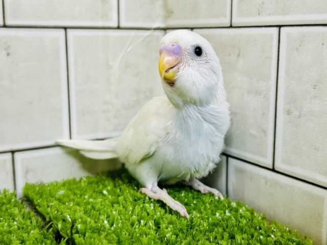 白い体にくりくりのおメメ! セキセイインコ 白い体にくりくりのおメメ! セキセイインコ