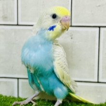 美しい・・・　このコを表す言葉は他にいりますか？　セキセイインコ
