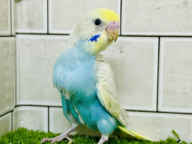 美しい・・・ このコを表す言葉は他にいりますか? セキセイインコ 美しい・・・ このコを表す言葉は他にいりますか? セキセイインコ