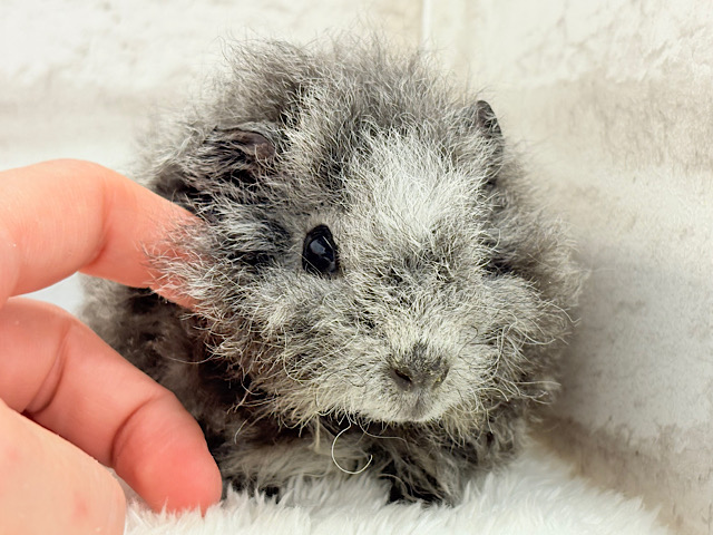 【最新画像更新🪄】ぬいぐるみみたいなもこもこちゃん🐹☁️テディモルモット(男の子) 【最新画像更新🪄】ぬいぐるみみたいなもこもこちゃん🐹☁️テディモルモット(男の子)