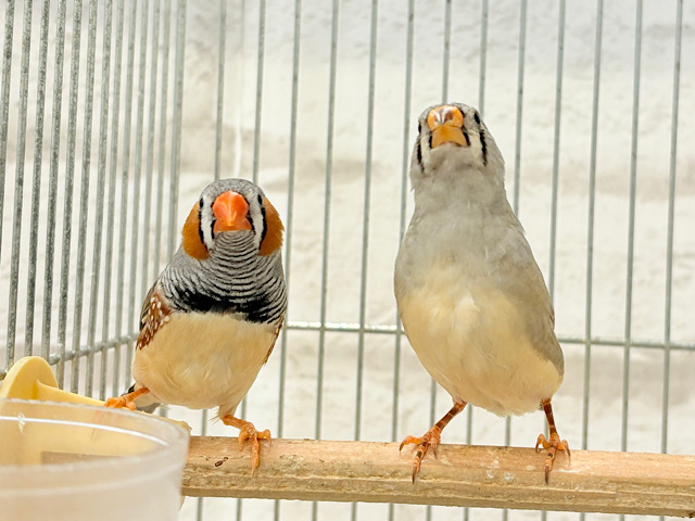 ペーペーコンビ🐥🧡キンカチョウ ペア ペーペーコンビ🐥🧡キンカチョウ ペア