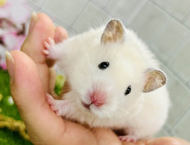 ん~このカラーはなんでしょ?? カラーハムスター ん~このカラーはなんでしょ?? カラーハムスター