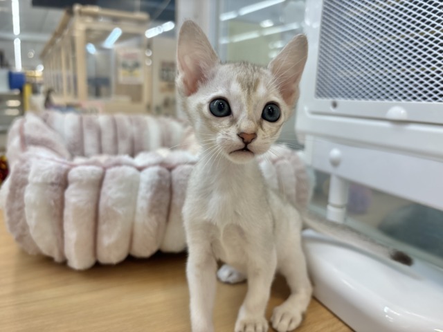とにかく遊びたいし、甘えたいにゃ〜ん♥シンガプーラくん！