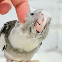 【最新画像更新🪄ひとり餌‪になりました☆】愛嬌たっぷり♡オカメインコ(WFパイド) ヒナ