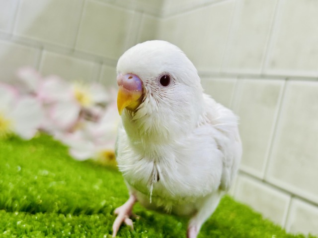 【最新画像更新☆☆】パヤパヤっとBABY🍼 セキセイインコ 【最新画像更新☆☆】パヤパヤっとBABY🍼 セキセイインコ
