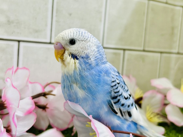 【最新画像更新☆☆】ナンバーワンよりもオンリーワン! セキセイインコ 【最新画像更新☆☆】ナンバーワンよりもオンリーワン! セキセイインコ