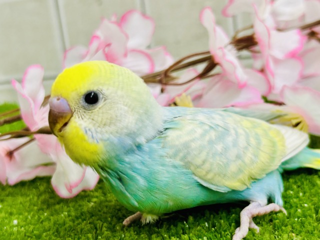 みんなを魅了しちゃう魅惑のレインボー🌈 セキセイインコ みんなを魅了しちゃう魅惑のレインボー🌈 セキセイインコ