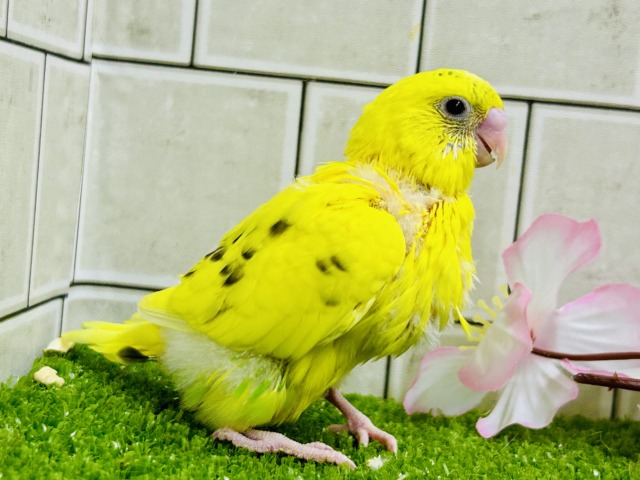 今回は主張少な目なトラ柄?? セキセイインコ 今回は主張少な目なトラ柄?? セキセイインコ