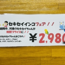 春だ！GWだ！　トリさんのお世話をはじめてみませんか？？