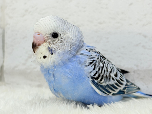 【最新画像更新🪄】わた毛に包まれた妖精さん🐣🌟セキセイインコ(オパーリン) ヒナ 【最新画像更新🪄】わた毛に包まれた妖精さん🐣🌟セキセイインコ(オパーリン) ヒナ
