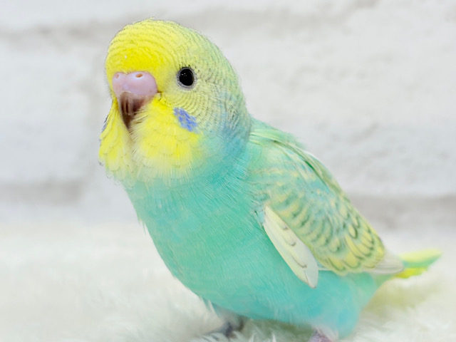 【最新画像更新🪄】トレードマークは背中の模様さっ🐣☆セキセイインコ(パステルカラーレインボースパングル) ヒナ 【最新画像更新🪄】トレードマークは背中の模様さっ🐣☆セキセイインコ(パステルカラーレインボースパングル) ヒナ